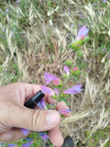 Lax Viper's-bugloss
