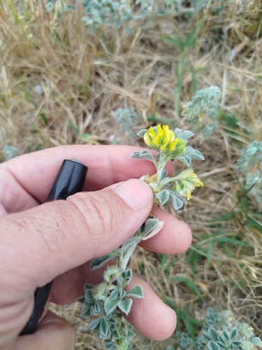 Coastal medick