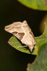 Plataea blanchardaria