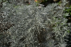 Artemisia arborescens, photograph (c) Christopher Stephens, some rights reserved (CC BY-SA)