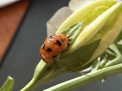 Asian Lady Beetle