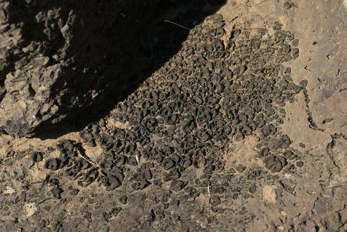 Powdery Rock-olive Lichen