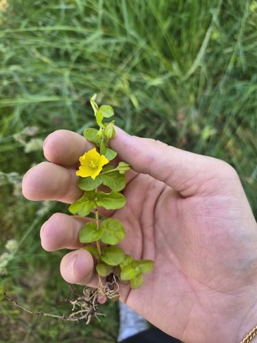 creeping Jenny