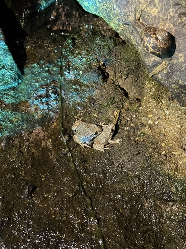 Common Midwife Toad