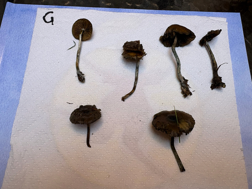 Psilocybe subaeruginosa