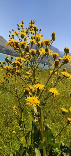 Inula grandis, photograph 3