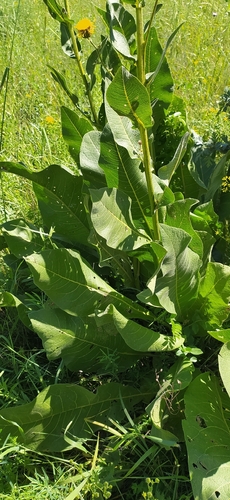 Inula grandis, photograph 4