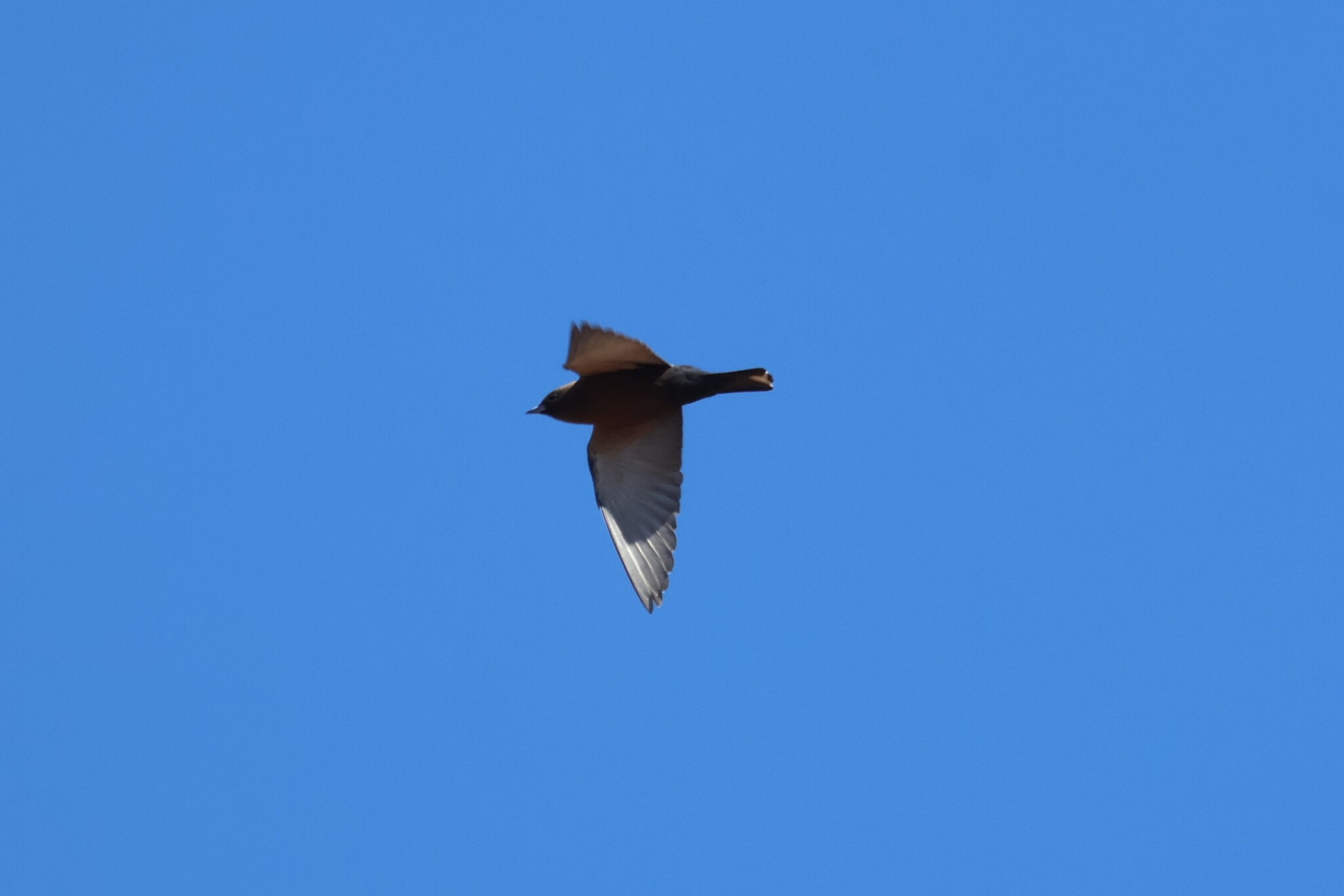 Little Woodswallow (Artamus minor), photo 1