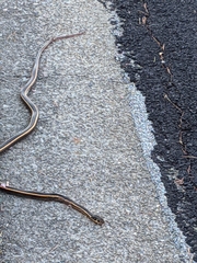 Masticophis lateralis euryxanthus