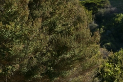 Kunzea ericoides, photograph (c) Christopher Stephens, some rights reserved (CC BY-SA)