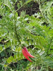 Clianthus
