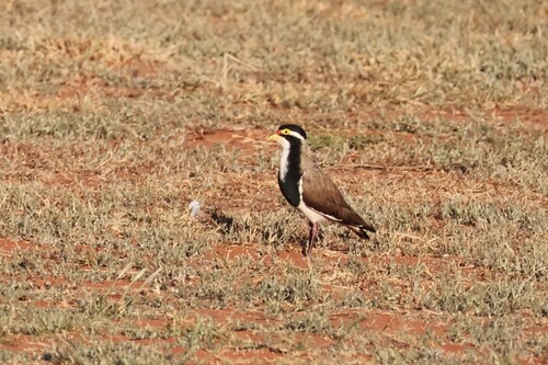 Banded Lapwing (Vanellus tricolor), photo 5