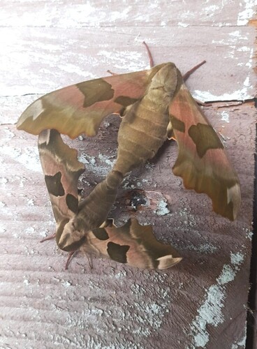 Lime Hawkmoth