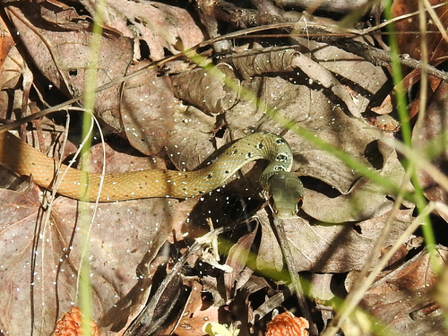 Dahl's Whip Snake