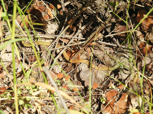 Dahl's Whip Snake