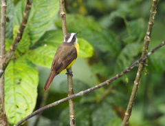 Myiozetetes cayanensis