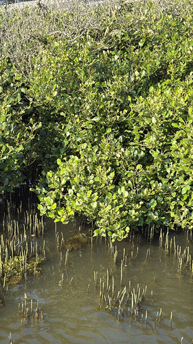 Grey Mangrove