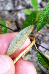 Croton argyranthemus