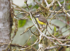 Myiozetetes cayanensis