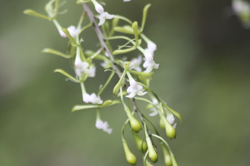 Epidendrum paniculourubambense Hágsater & E.Santiago