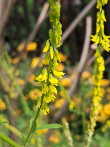 Yellow Sweetclover
