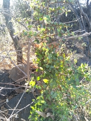 Sideroxylon persimile