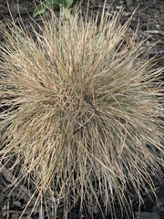 Anthosachne kingiana multiflora