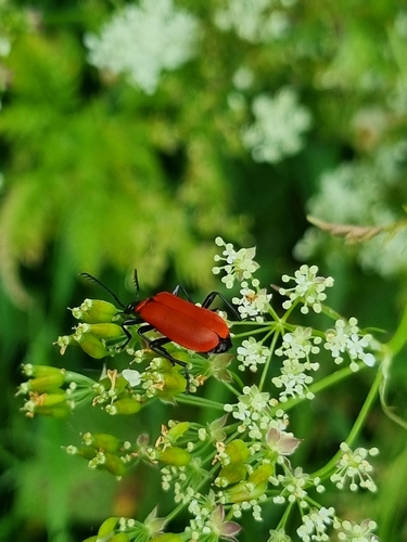 Black-headed Cardinal Beetle