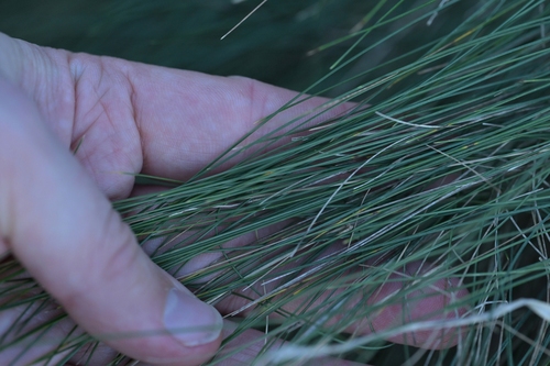 Festuca actae, photograph 5