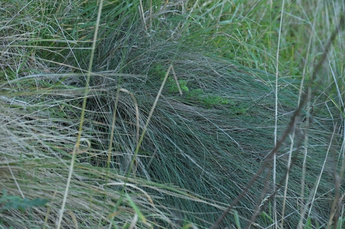 Festuca actae, photograph 6