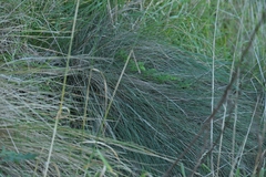 Festuca actae, photograph (c) Christopher Stephens, some rights reserved (CC BY-SA)