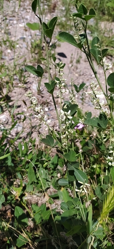Glycyrrhiza triphylla (Glycyrrhiza triphylla)