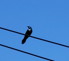 Quiscalus quiscula versicolor