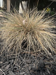 Anthosachne kingiana multiflora