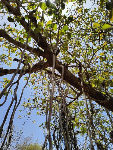 Indian banyan