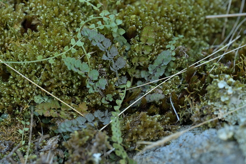 Gingidia enysii, 2026-05-23
