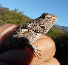 Sceloporus clarkii clarkii