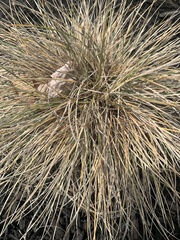 Anthosachne kingiana multiflora