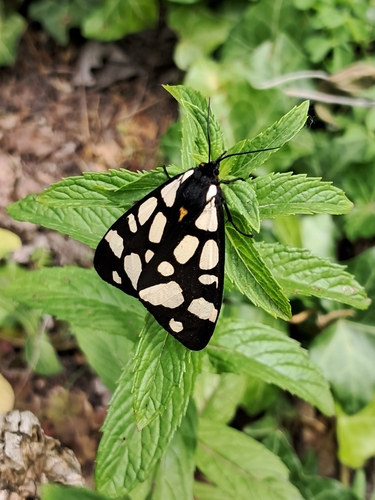 Cream-spot Tiger