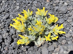 Physaria newberryi