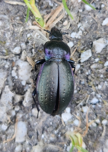 Bronze Ground Beetle