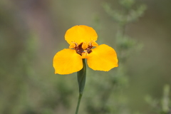 Hesperoxiphion peruvianum