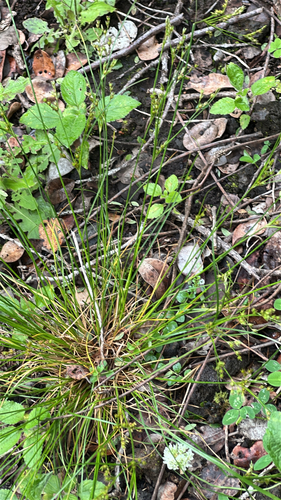 Juncus tenuis observed 2026-05-29