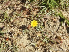 Plantago albicans