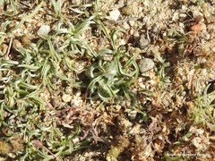 Plantago albicans