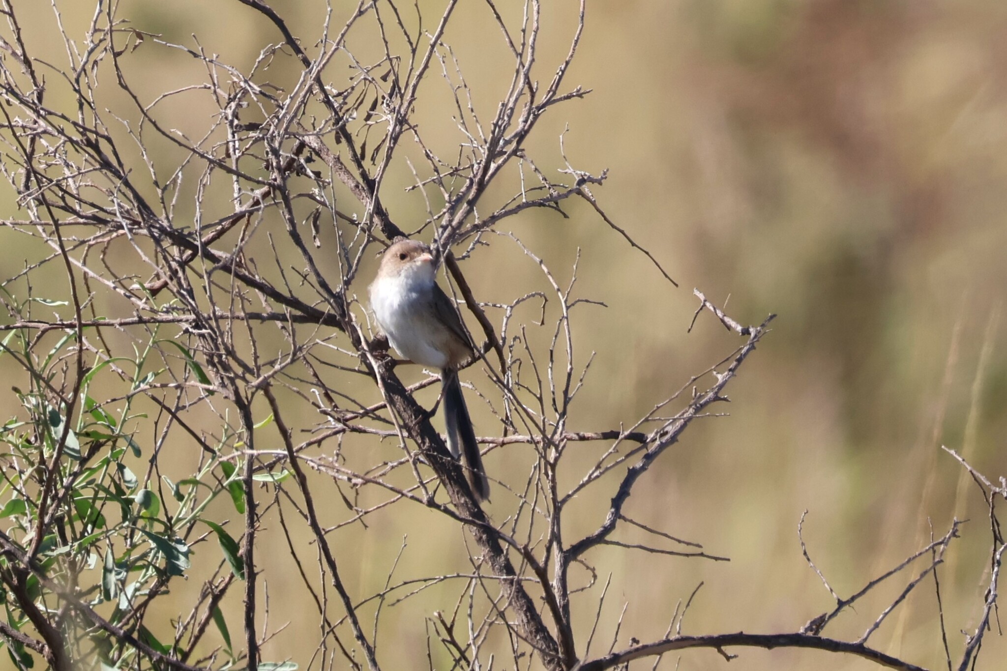 White-winged Fairywren (Malurus leucopterus), photo 5