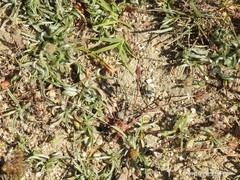 Plantago albicans