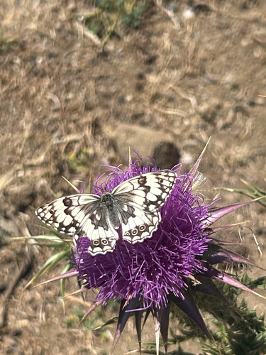 Balkan Marbled White