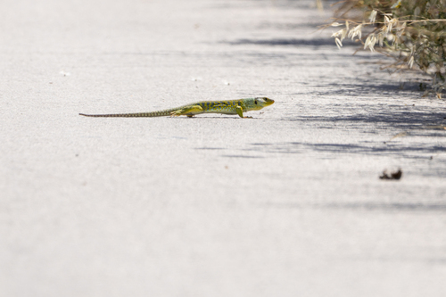 Ocellated Lizard