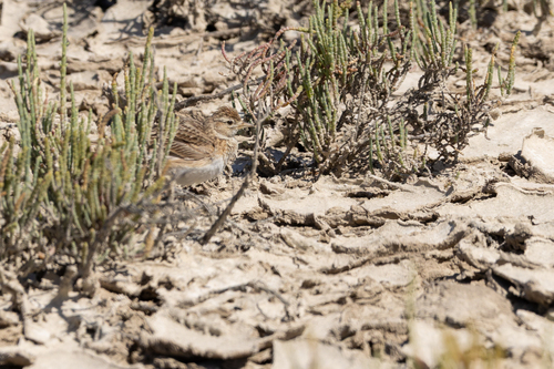 Greater Short-toed Lark
